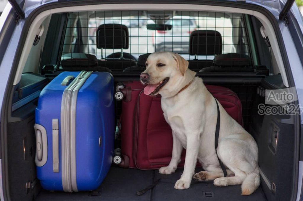 viajar con perro en coche por Europa